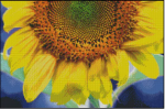 (image for) Splash of Sunshine
